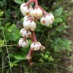 Pyrola media Fruit