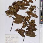 Combretum hensii Други