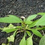 Phytolacca octandra Leaf