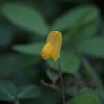 Arachis pintoi Flors