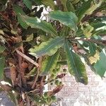 Macadamia integrifolia Leaf