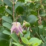 Capparis spinosa Fruit