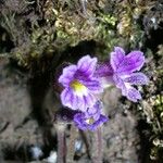 Orobanche uniflora Cvet