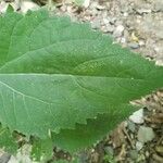 Ageratina aromatica Leaf
