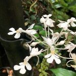 Calanthe triplicata Характер