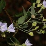 Jacquemontia pentanthos Flower