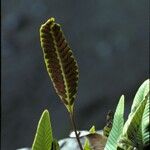 Selliguea feei Leaf