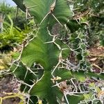 Euphorbia grandicornis Leaf