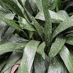 Aspidistra lurida List