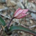 Tulipa cretica
