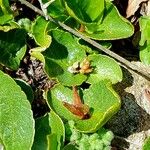 Salix herbacea Fruchs