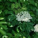 Sambucus canadensisFlower