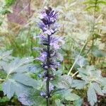 Ajuga reptansFlower