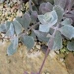 Kalanchoe pumila Hábito