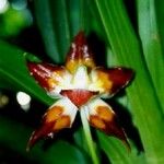 Huntleya meleagris Flower
