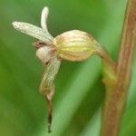 Neottia cordata Fruit