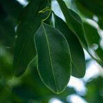 Cassia fistula Blad