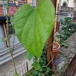 Tinospora crispa Hoja
