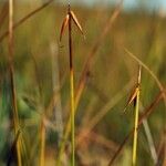 Carex pauciflora Habitus