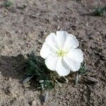 Oenothera albicaulis Floro