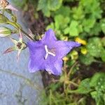 Campanula persicifolia Virág