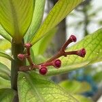 Euphorbia umbellata Листок