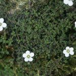 Arenaria balearica आदत