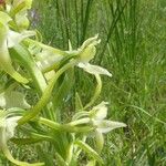 Platanthera algeriensis Цветок