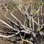 Euphorbia balsamifera Leaf