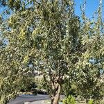 Elaeagnus angustifolia Habitat