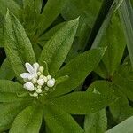 Galium odoratum Flower