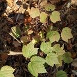 Viburnum acerifoliumLeaf