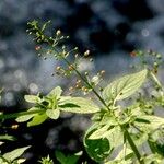 Scrophularia auriculata Leaf