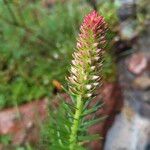 Rhodiola semenovii Цвят