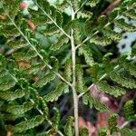 Dryopteris dilatata Фрукт