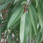 Ficus binnendykii Foglia