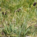 Carex atrofusca Habitus