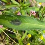 Persicaria maculosa Folio