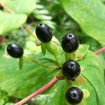 Hypericum kouytchense Mbuma