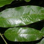 Mabea montana Leaf