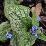 Brunnera macrophylla Leht