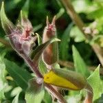 Oenothera stricta Sonstige