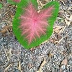 Caladium bicolor Leaf