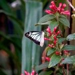 Cestrum elegans Hostoa