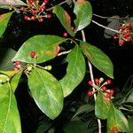 Lindera erythrocarpa List