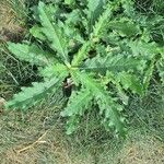 Cirsium arvenseFolha