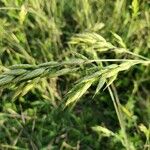 Bromus hordeaceusFlower