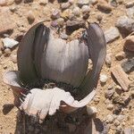 Welwitschia mirabilis Blatt