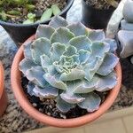 Echeveria shaviana برگ