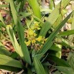 Oncidium sphacelatum 花